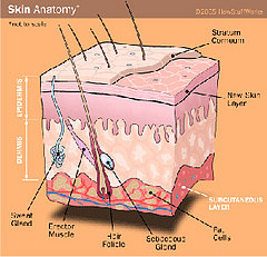 Anatomy of a Tattoo