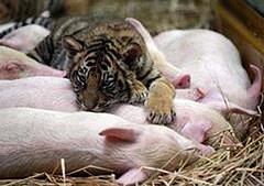 More Interspecies Lovin'