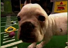 The Superbowl Done Doggie Style The Superbowl Done Doggie Style
