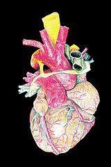Men vs. Women: Heart Disease