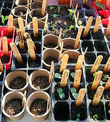 Weekend Well-Being: Start Your Garden Now Weekend Well-Being: Start Your Garden Now