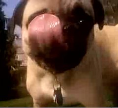 Lick! Lick! Lick!