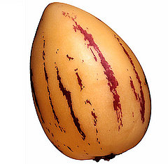 Pepino Pepino