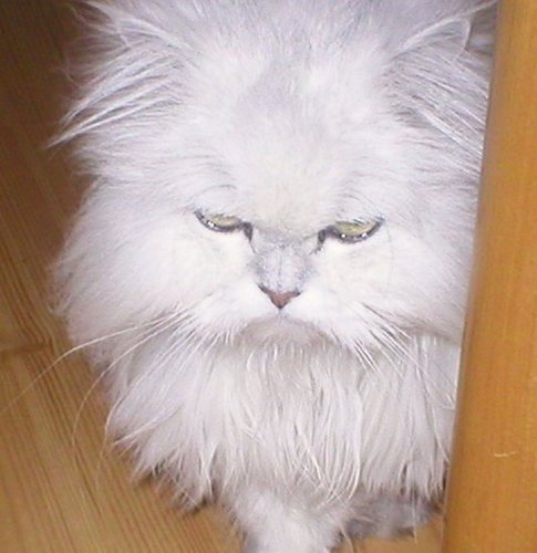 Jasmin got her new haircut... and she ain't happy!