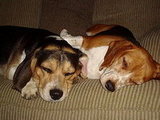 When Gracie and Cooper heard the news.