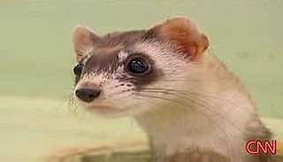 Ferret Caught Red-Handed