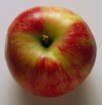 Why Do Apples Make Me Hungry
