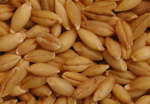 Learn to Love Hulled Barley