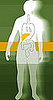 Gut Feeling: Probiotics For Immune Health