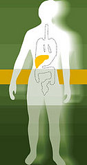Gut Feeling: Probiotics For Immune Health
