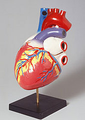 Quiz: Let's Get to the Heart of the Matter