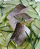 Do You Worry About Mercury in the Fish You Eat?
