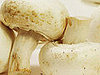 White Mushrooms Contain Antioxidants