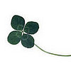 Healthy St. Patty's Day to You