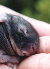 Cute Alert: Tiny Baby Bunny