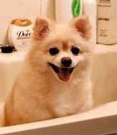 Cute Alert: Pups Takin' a Bath