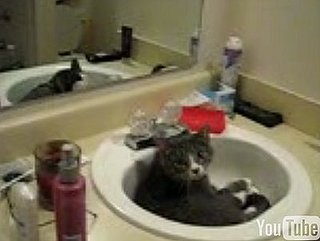Cat Loves Catnip