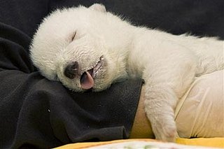 Cute Alert: Sleeping Baby Polar Bear