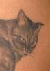 Cat Butt Tattoo