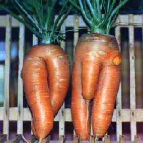 Porno Carrots