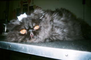 fuzzleswithbow fuzzleswithbow