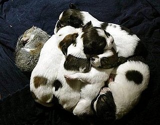 Squirrel Naps With Puppies