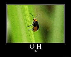 Cute Bug Says Hi