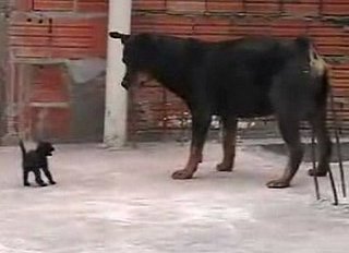 Kitten vs. Rottweiler