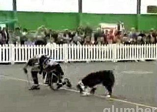 Gladiator Dog