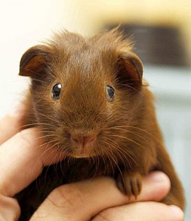 Cute Alert: Guinea Pig With a Center Part