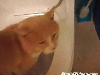 Cat in Toilet