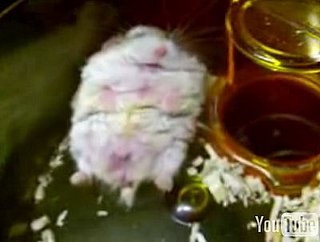 Hamster Dreaming