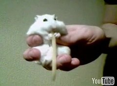 Hamster Eats Cheese