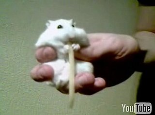 Hamster Eats Cheese