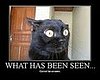 Surprised Cat