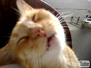 Cat Sleeping