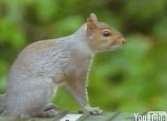 Cute Alert: Squirrel Obstacle Course Cute Alert: Squirrel Obstacle Course