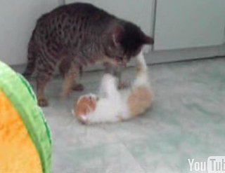 Cat Raising a Little Hell