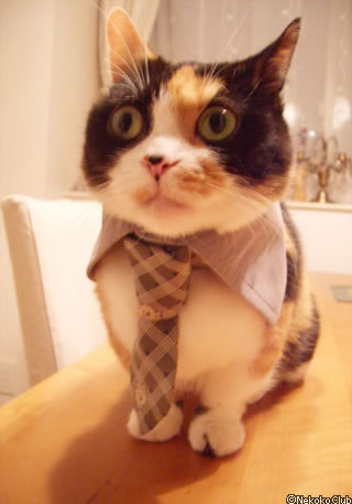 Cats in Ties Cats in Ties