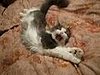 Happy Caturday!