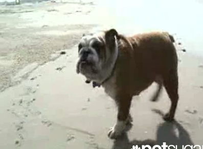 Adam Sandler's Dog Matzo at the Beach