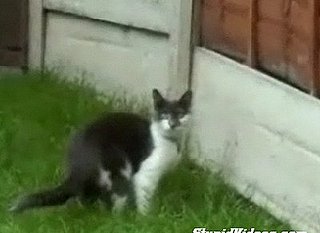 When Cats Attack