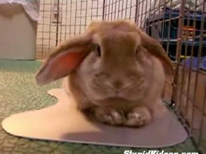 Cute Rabbit