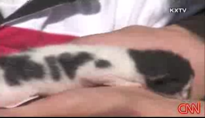 Kitten's Fur Says I Love You