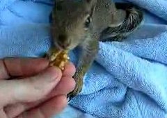 Cute Squirrel Hides His Nuts in a Towel Cute Squirrel Hides His Nuts in a Towel