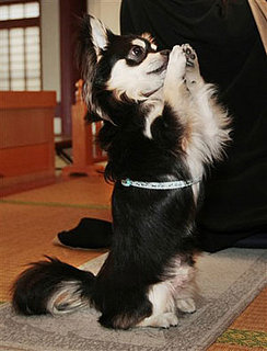 Chihuahua Prays at Buddhist Temple