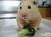 Dramatic Hamster