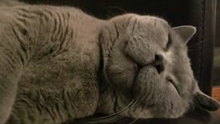 Fat Cat Snores