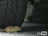 Crouching Kitty, Hidden Chipmunk