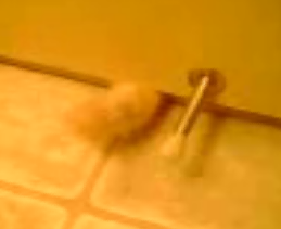Clawing Kitty Wants Inside The Bathroom